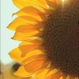 Meet your Posher, Louis.